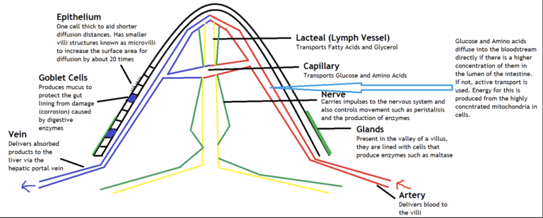 The epithelium lines the villi in the intestine